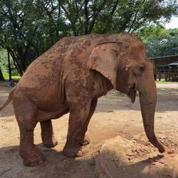 This is Kabu, who suffered awful leg injuries while working in logging.