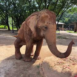 This is Kabu, who suffered awful leg injuries while working in logging.