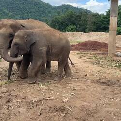 This herd featured a young male and his mother who had stepped on a landmine.