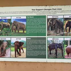 Backstories to some of the elephants at the Elephant Nature Park.