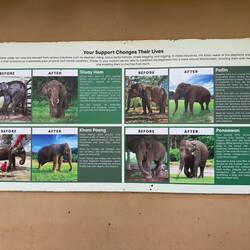 Backstories to some of the elephants at the Elephant Nature Park.