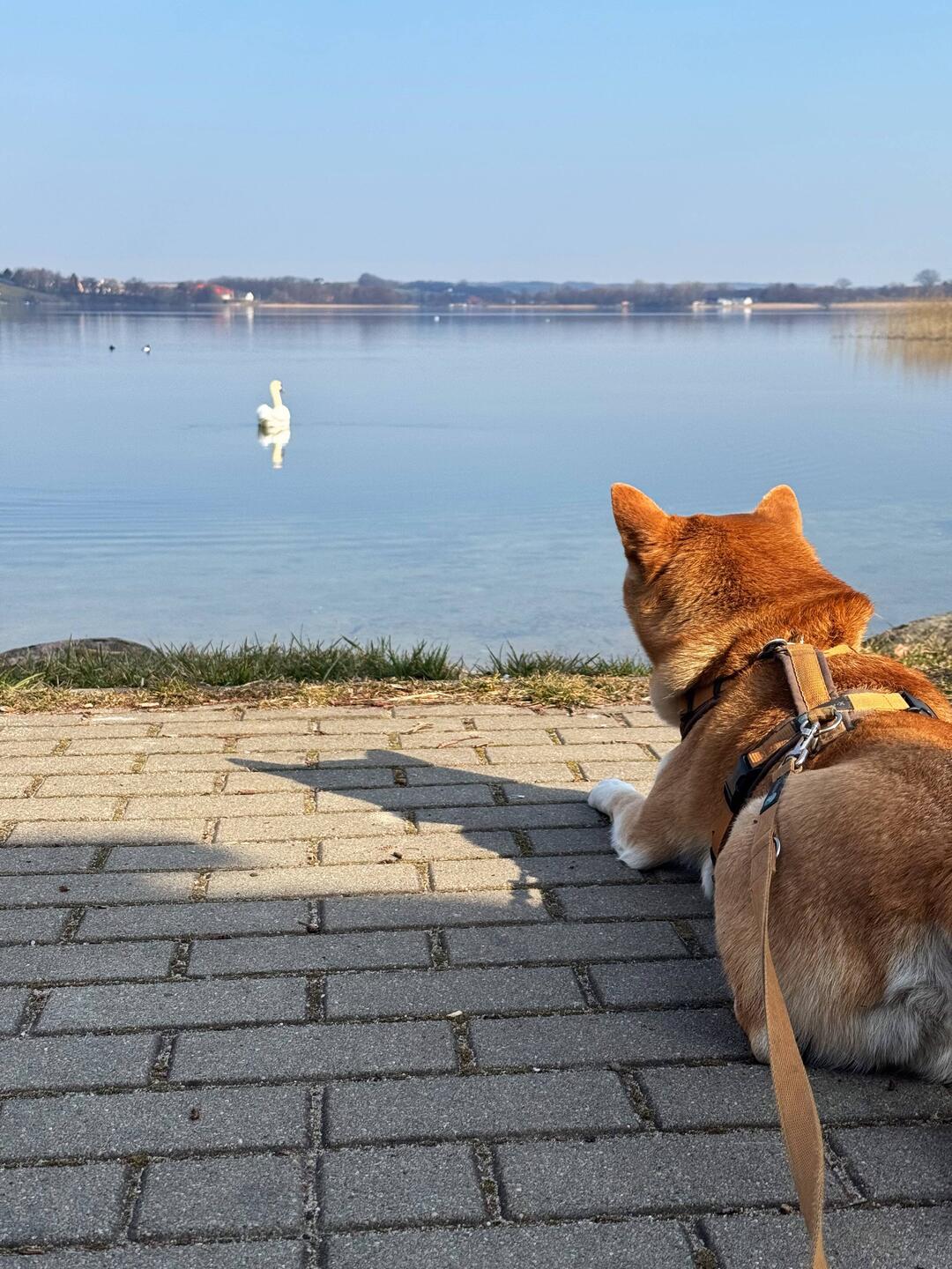 Mica beobachtet den Schwan ganz genau