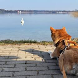 Mica beobachtet den Schwan ganz genau