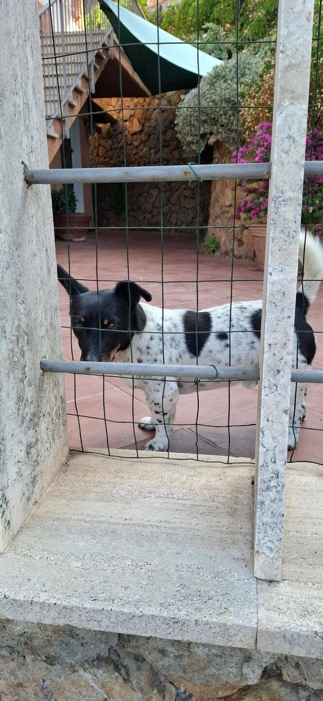 My little friend Spot who comes over for a pat through the fence, every time I walk past.
