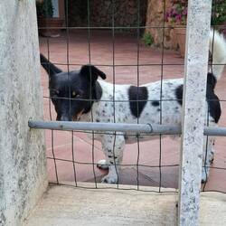 My little friend Spot who comes over for a pat through the fence, every time I walk past.