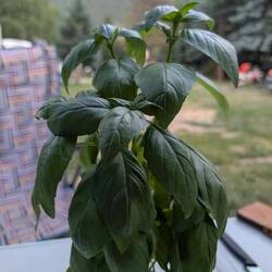 D Camping-Basilikum isch mit 'on Tour' u macht sich guet🥰