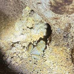 wer sieht das Fröschlein?