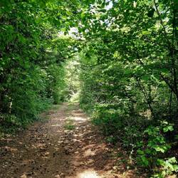 Nach Hrušica führt der Weg durch Wald, auch auf Forststrassen!