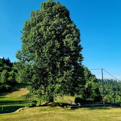 Unter der mächtigen Linde liegen die Grundsteine einer mittelalterlichen Kapelle.