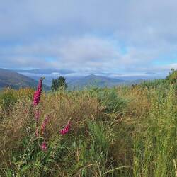 Foxglove...memories of home ❤️
