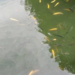 Gold- und Regenbogenforelken im Amselsee