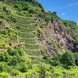 Steile Lage mit Terrassen bei Neef - Neefer Frauenberg