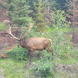 Wapiti