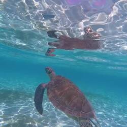 Turtles everywhere 🐢