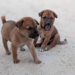 The puppies were so cute 🤎