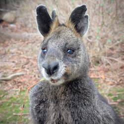 Old Mate