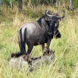 Der "Du kannst mich mal Blick" der Gnus.