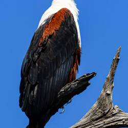 Was will dieser Blick sagen? "Baby, I'm watching you?" Who know's! Ein typischer Fall von Adlerblick