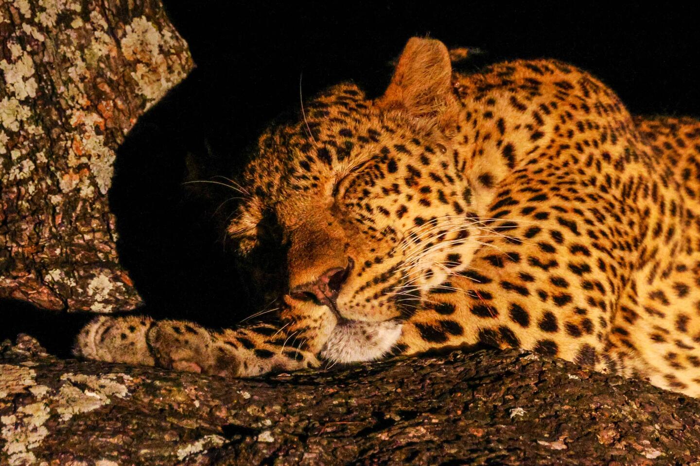 Eine Leopardenmutter, die fix-und-fertig ist, nachdem sie für ihren Nachwuchs ein Impala erlegt hat.