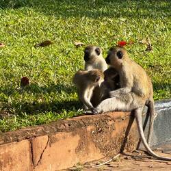 Clantreffen bei Mama! Die jungen Rabauken brauchen mütterlichen Zuspruch.