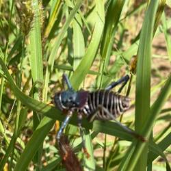 In echt fast daumengroß. Harmlos, doch wirken sie wie aus einem Horrorfilm.