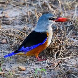 Wie macht das die Natur?Wie bringt sie solche Farben zustande?Wohl dem der diese Farbenpracht trägt.
