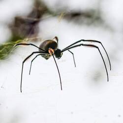 Tja.... ...zum Glück sind die in Wirklichkeit so klein... ...wären sie groß 😳😳😰🤢