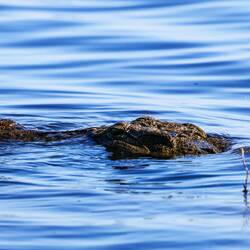 Was soll uns dieser Blick sagen? "Schnipp-Schnapp-Schnappi?" oder einfach nur ein echter Kroko-Blick
