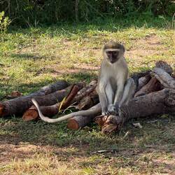 Immer da! Immer hungrig! Immer auf der Lauer!