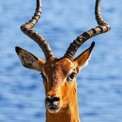 Schönheit trifft Eleganz!