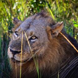 Ich taufe das Foto: Der melancholische Löwe! ...denn dieser Blick hat nichts wildes, animalisches