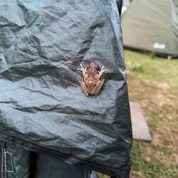 Warum dieser kleine Afrikabewohner mein Zelt als Wohnsitz aussuchte wird ewig ein Rätsel sein.