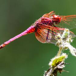 Gerade im Kleinen, Unscheinbaren finden sich die farbigsten Schätze. (Foto von Markus)