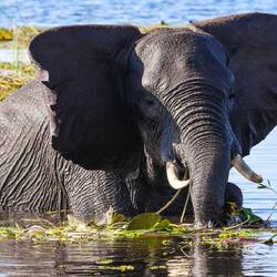 Benjamin Blümchen im Chobe Fluß (Foto von Markus)