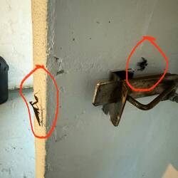 Bewohner einerToilette, die der Schreiber dieser Zeilen zum Erledigen dringender Geschäfte aufsuchte