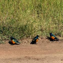 Straßentratsch im bunten Gefieder. "Weißt Du schon..?" "Neein!" "Doch!"