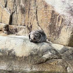 SEAL