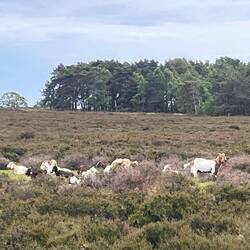 Ziegen in der Heide, wer hätte das gedacht
