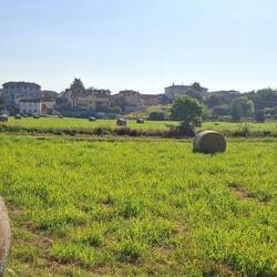 Het aandeel niet-rijstvelden neemt voorzichtig toe