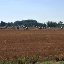 Het graan is hier al geoogst.