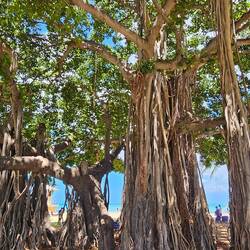 Loved the banyan trees!