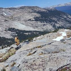 A Marmot was watching closely while I ate my lunch