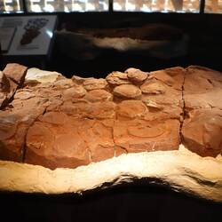 Im Museum gibt es die größte Ansammlung versteinerter Saurier-Eier der Welt