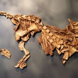 ...die im brandneuen Museum ausgestellt werden