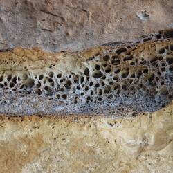 Die Erosion erzeugt im weichen Gestein kleine Höhlen, in denen Vögel nisten...