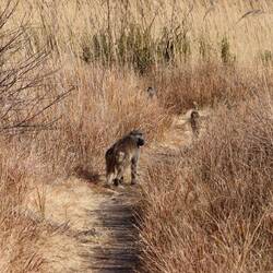 Auf dem Weg begegne ich niemandem, außer Pavianen