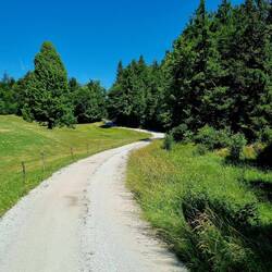 Und immer wieder Naturstrassen ... und immer wieder grosse Lindenbäume am Wegesrand.