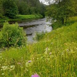 Der Salaca-Fluss kann auch "trüb"