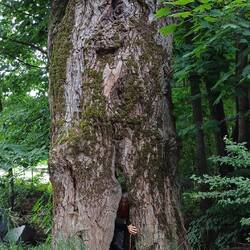 wer wohnt wohl im Riesenbaum ?