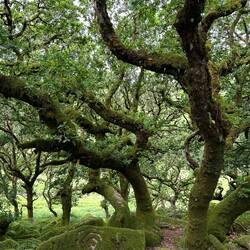 Wistman’ s Wood, Dartmoor